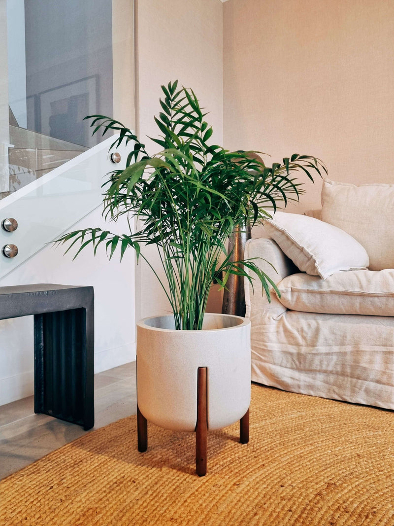 Chamaedoera Elegans XXL + Macetero Elevé - Elige tu color