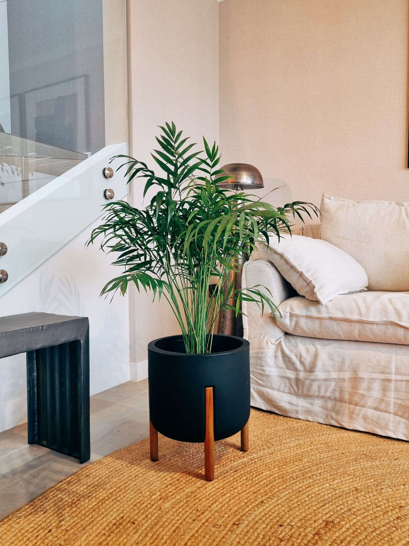 Chamaedoera Elegans XXL