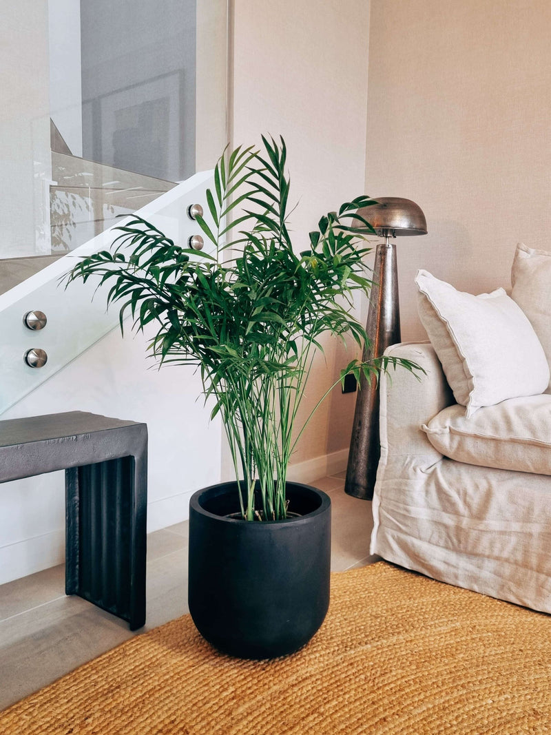 Chamaedoera Elegans XXL + Macetero Tempo - Elige tu color