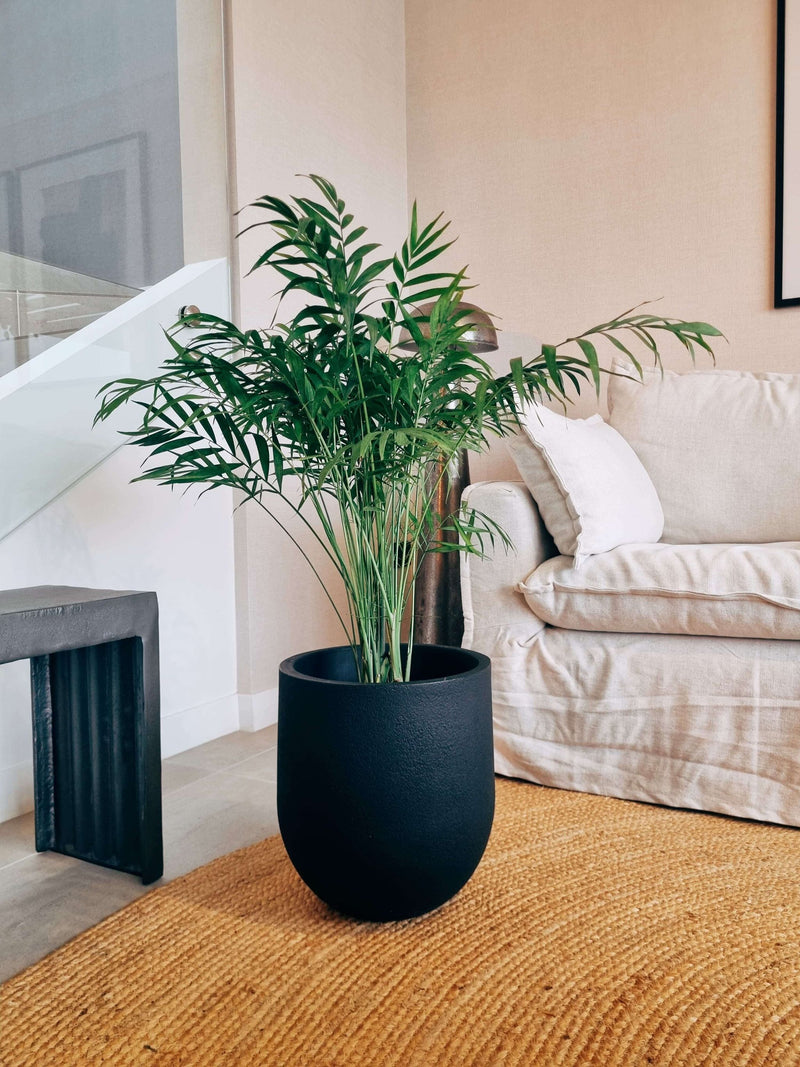 Chamaedoera Elegans XXL