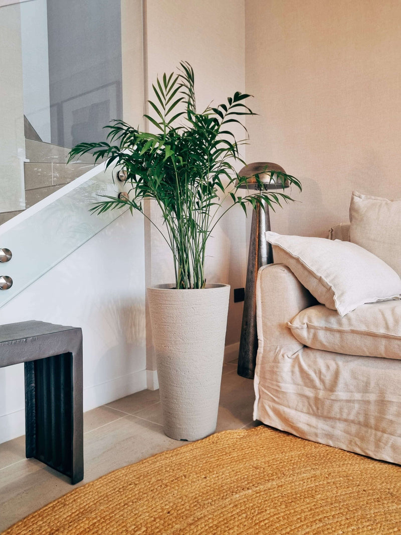 Chamaedoera Elegans XXL