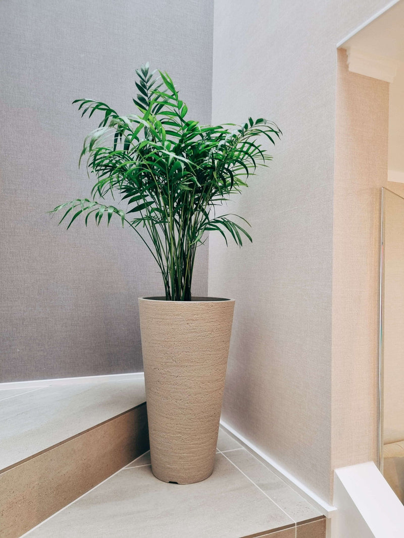 Chamaedoera Elegans XXL