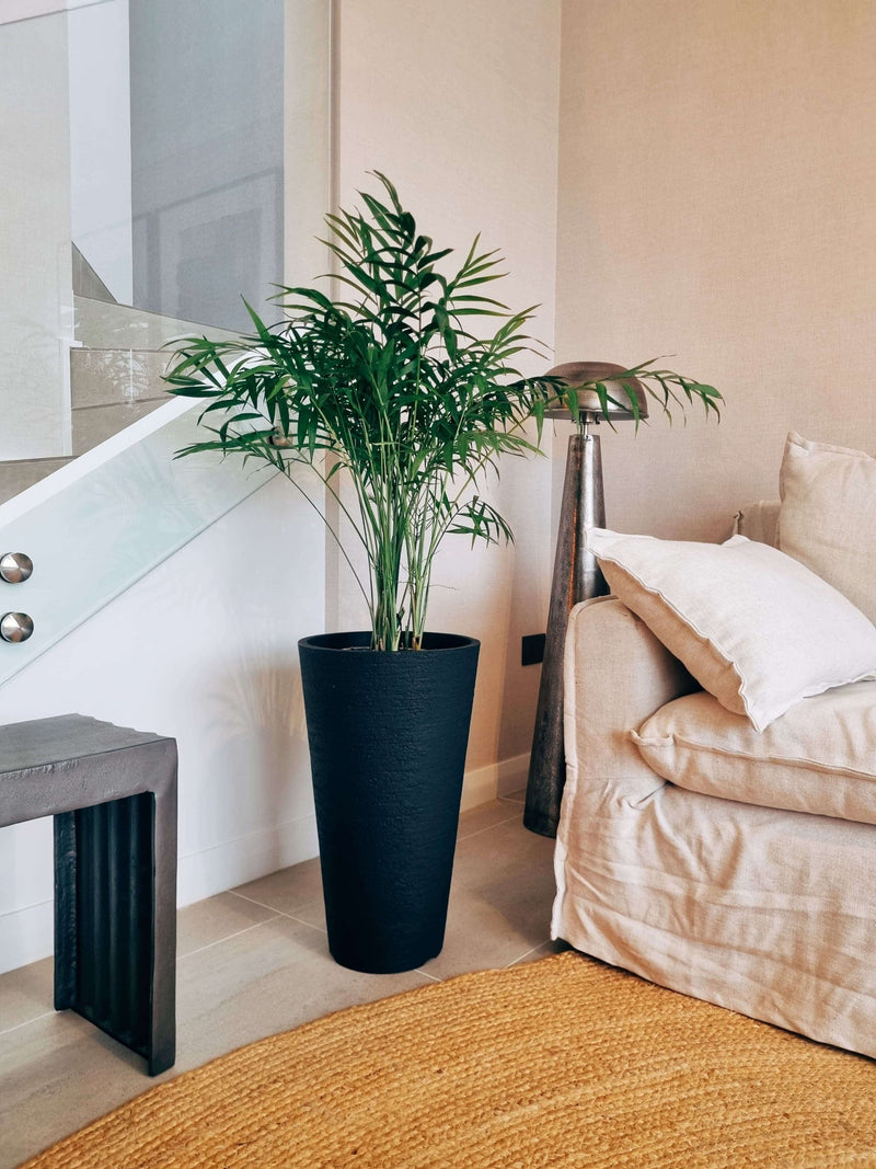 Chamaedoera Elegans XXL