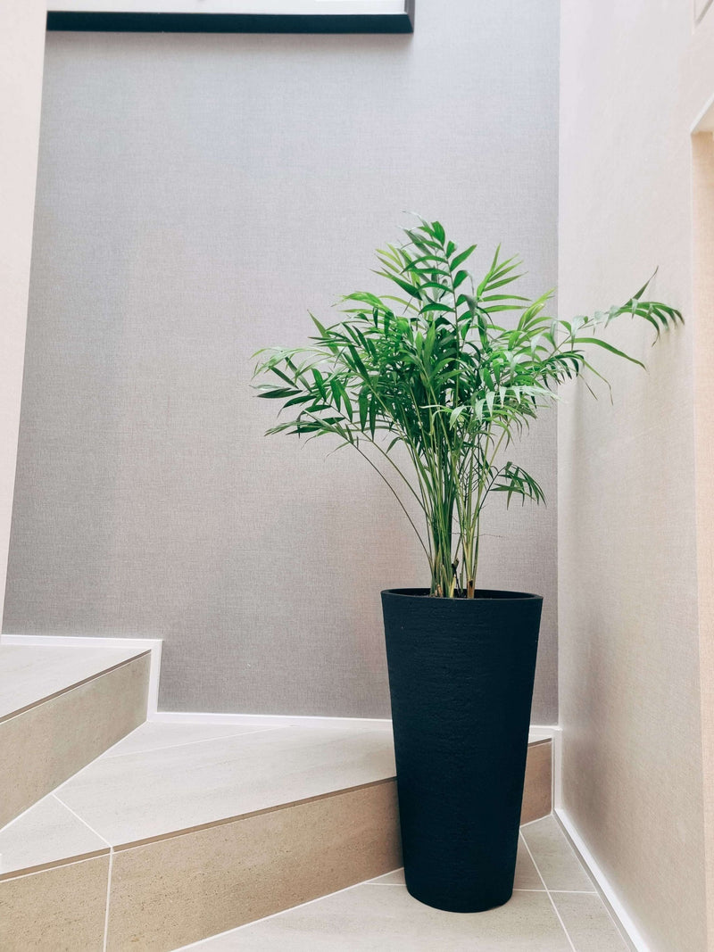 Chamaedoera Elegans XXL + Macetero Torre - Elige tu color