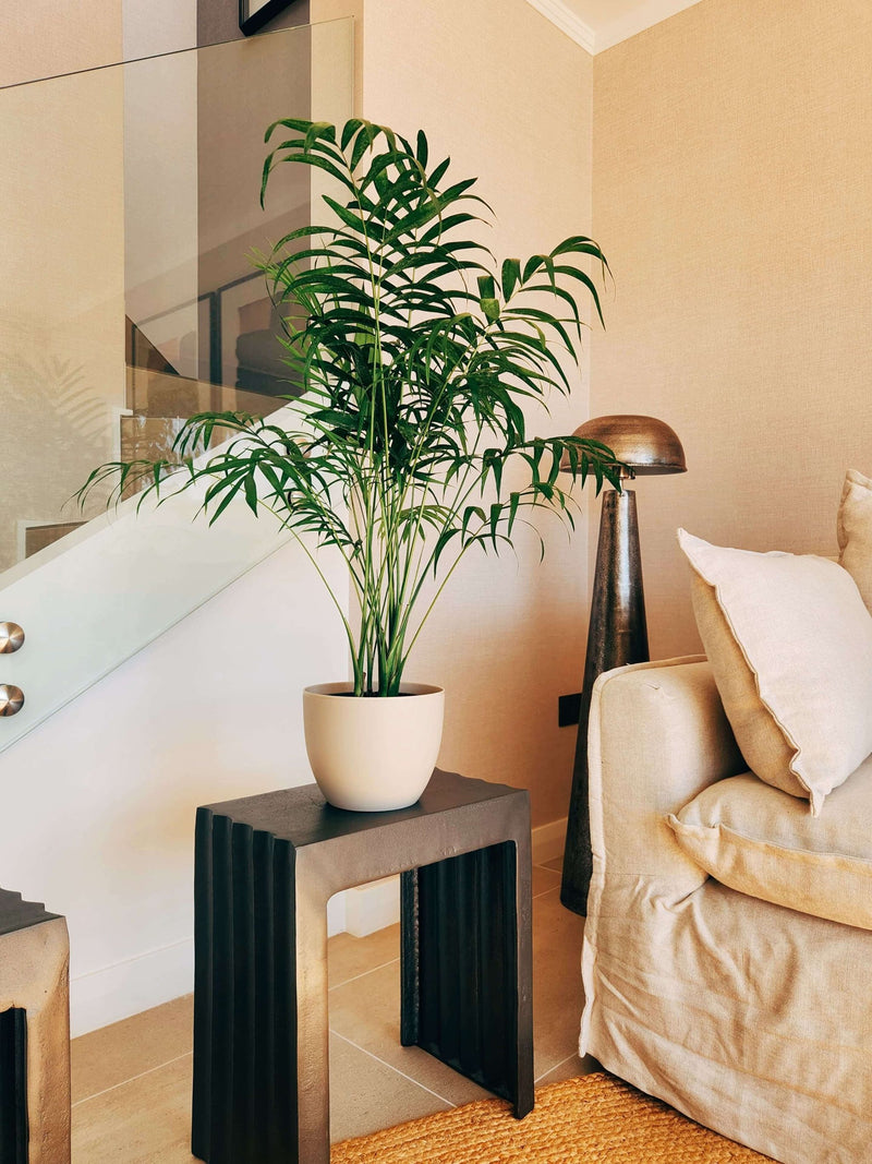 Chamaedoera Elegans XL + Macetero Cuenco - Elige tu color