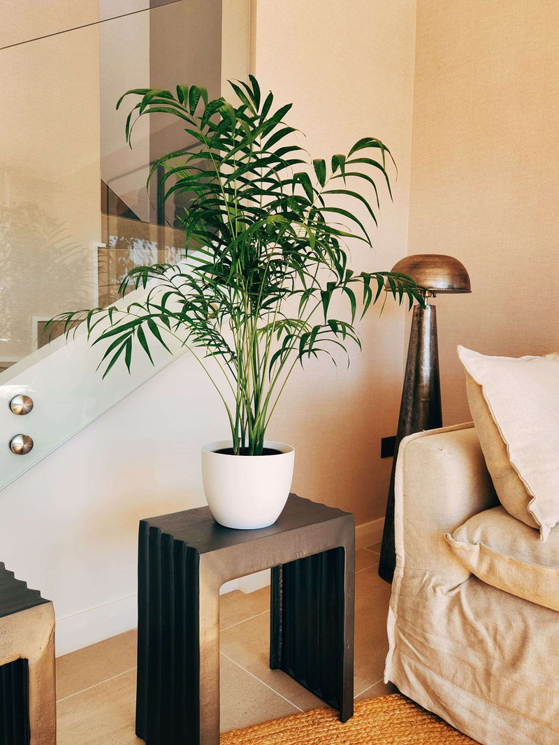 Chamaedoera Elegans XL + Macetero Cuenco - Elige tu color