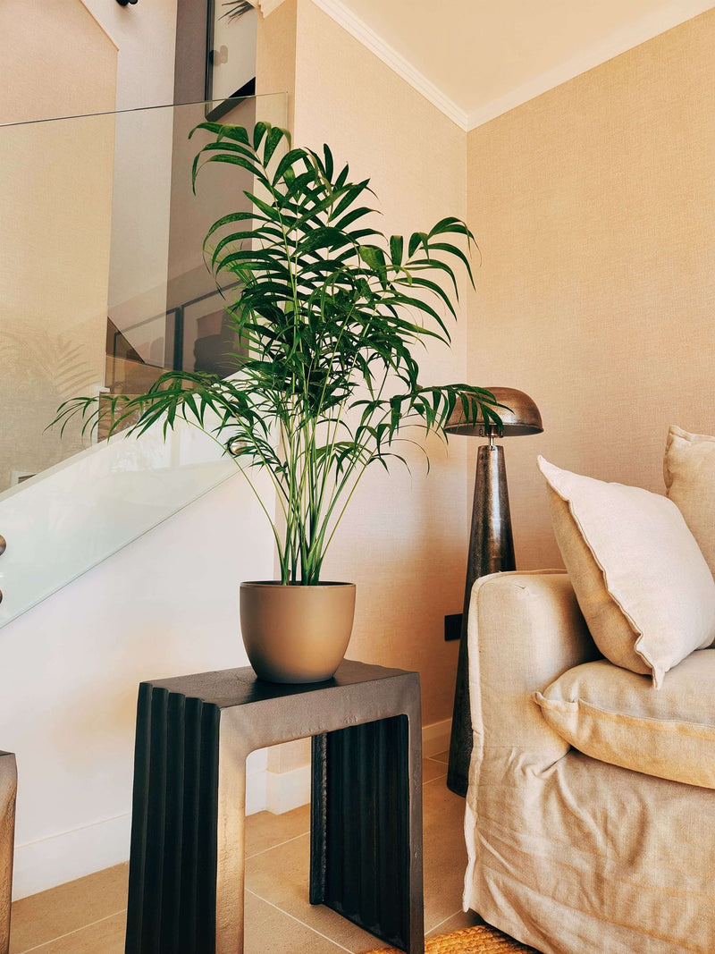 Chamaedoera Elegans XL + Macetero Cuenco - Elige tu color