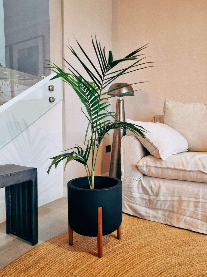 Palmera Kentia XXL + Macetero Elevé - Elige tu color