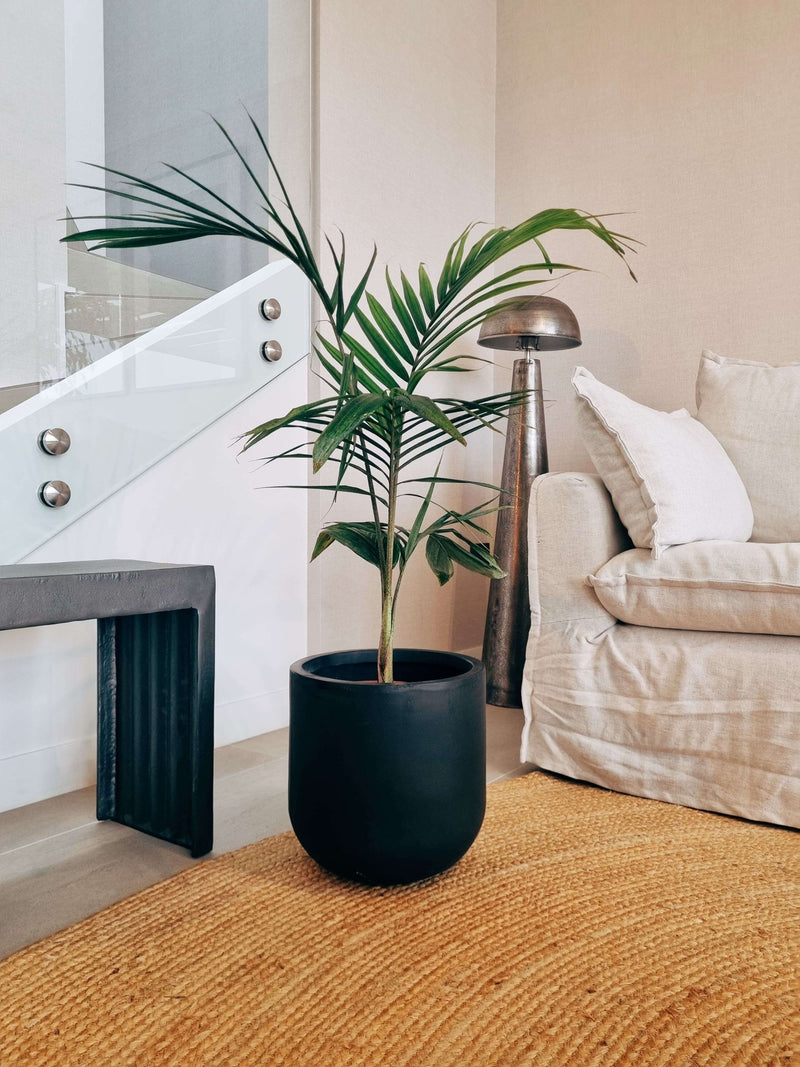 Palmera Kentia XXL + Macetero Tempo - Elige tu color