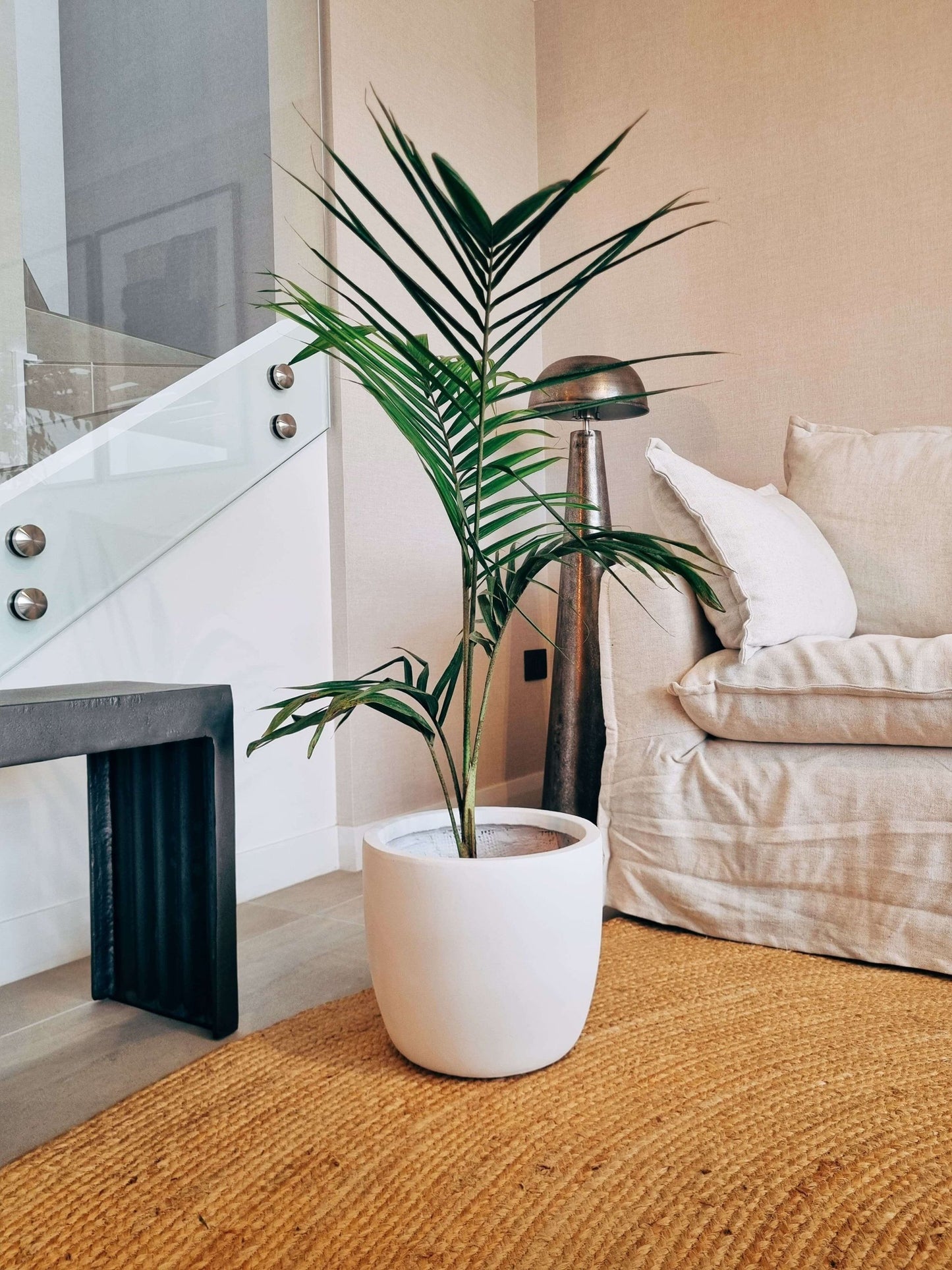 Palmera Kentia XXL + Macetero Tempo - Elige tu color