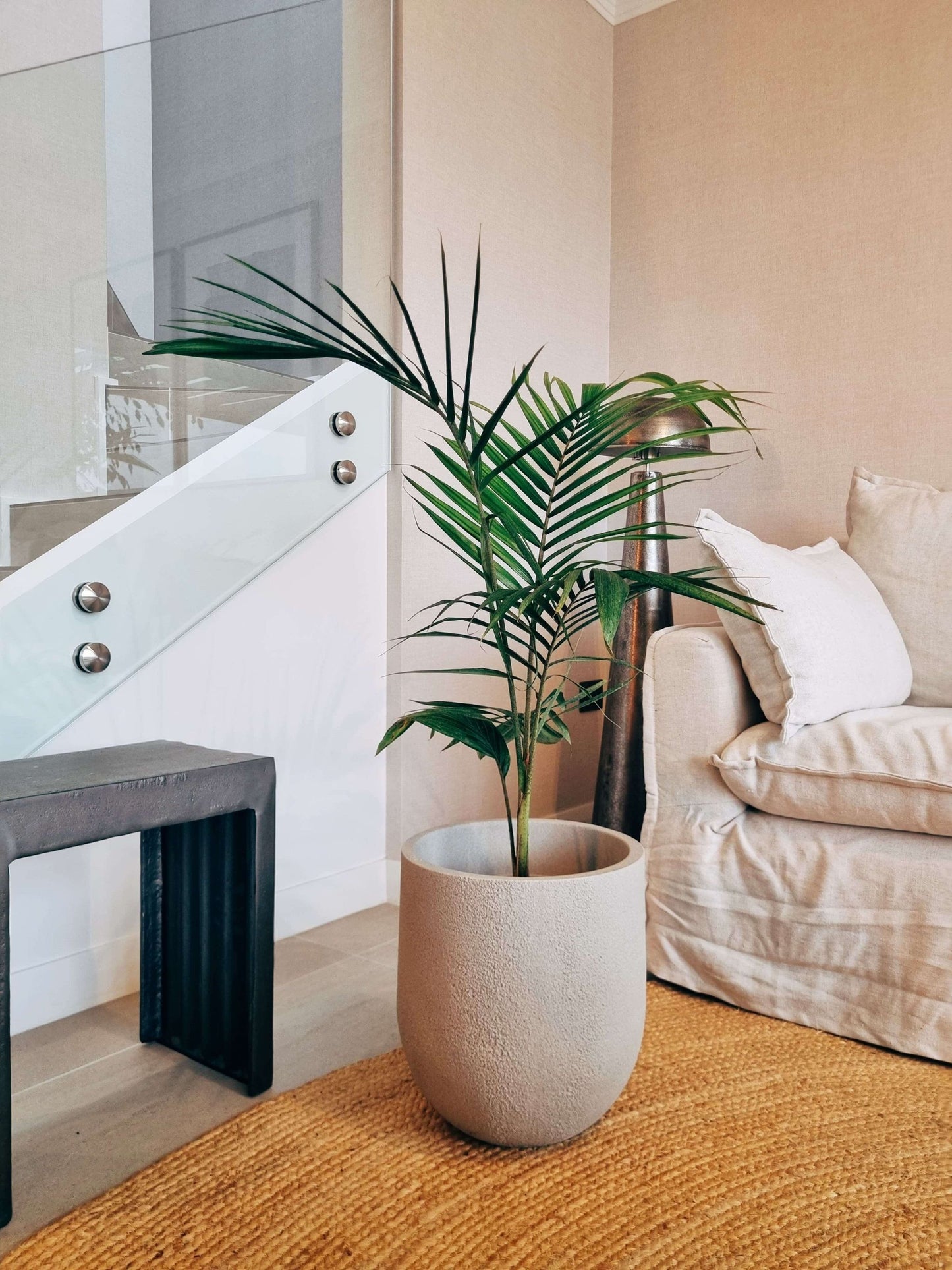 Palmera Kentia XXL + Macetero Bruma - Elige tu color