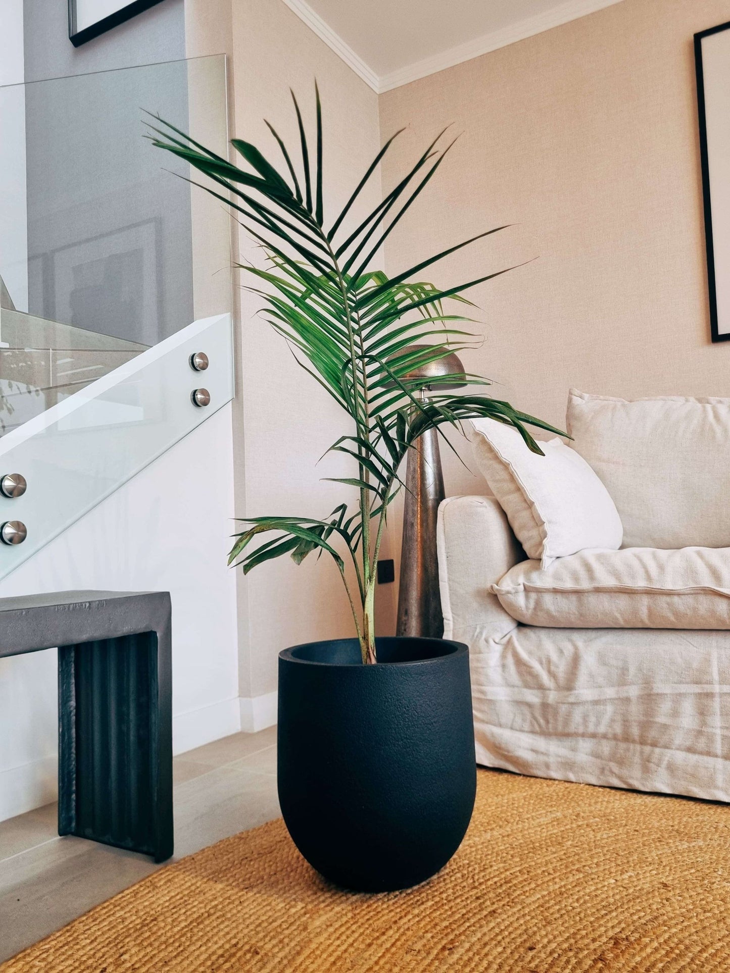 Palmera Kentia XXL + Macetero Bruma - Elige tu color