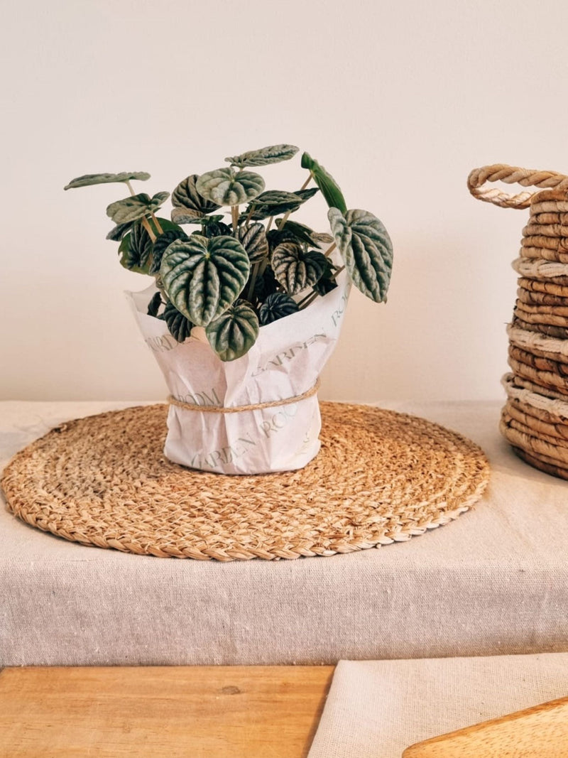 Peperomia Caperata - Garden Room