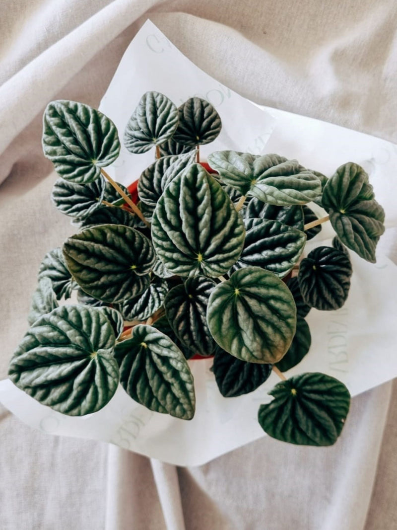 Peperomia Caperata - Garden Room