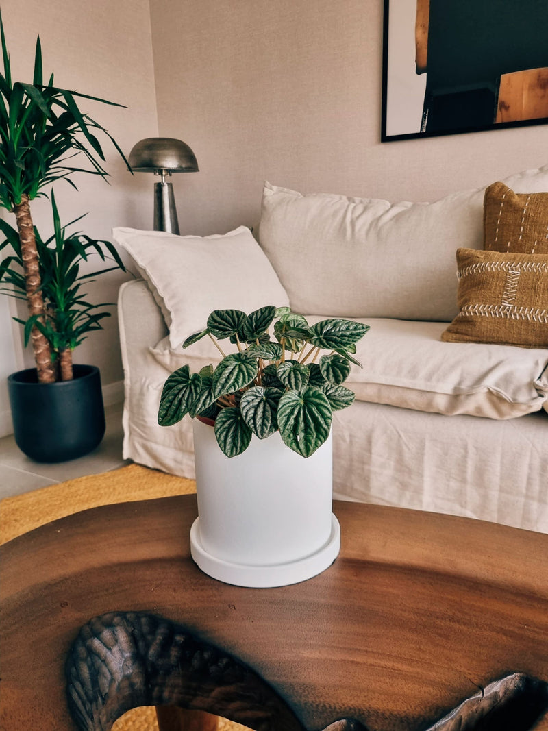 Peperomia Caperata + Macetero Nórdico - Elige tu color
