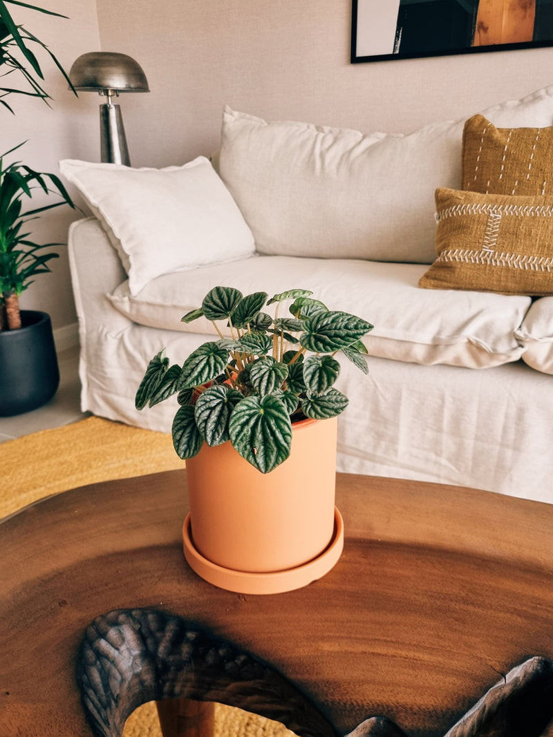 Peperomia Caperata + Macetero Nórdico - Elige tu color