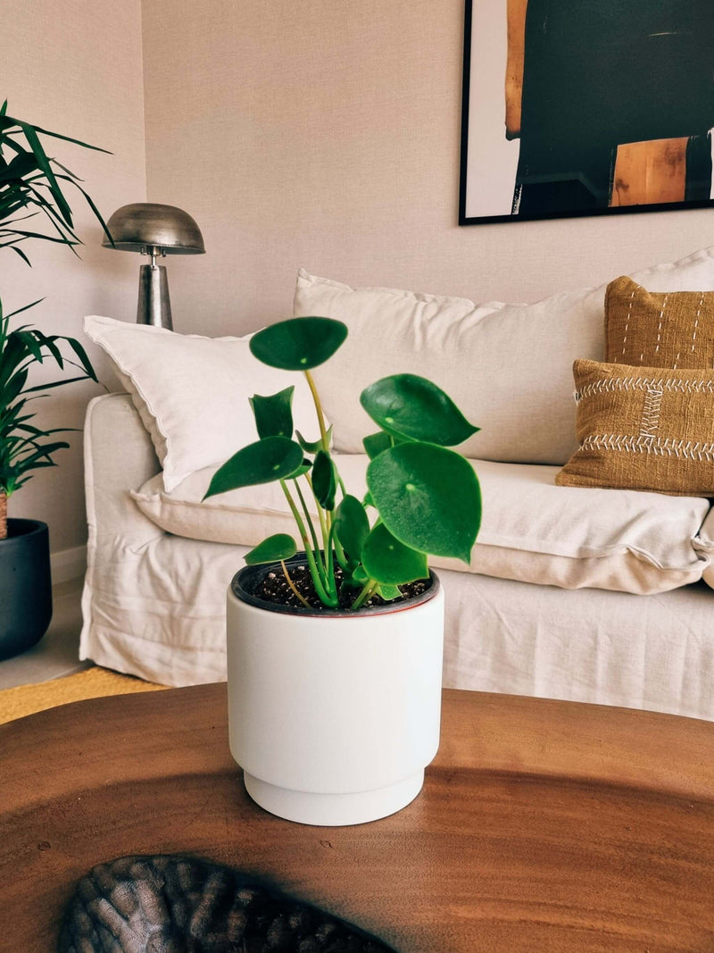 Peperomia Cucharita + Macetero Pipa - Elige tu color