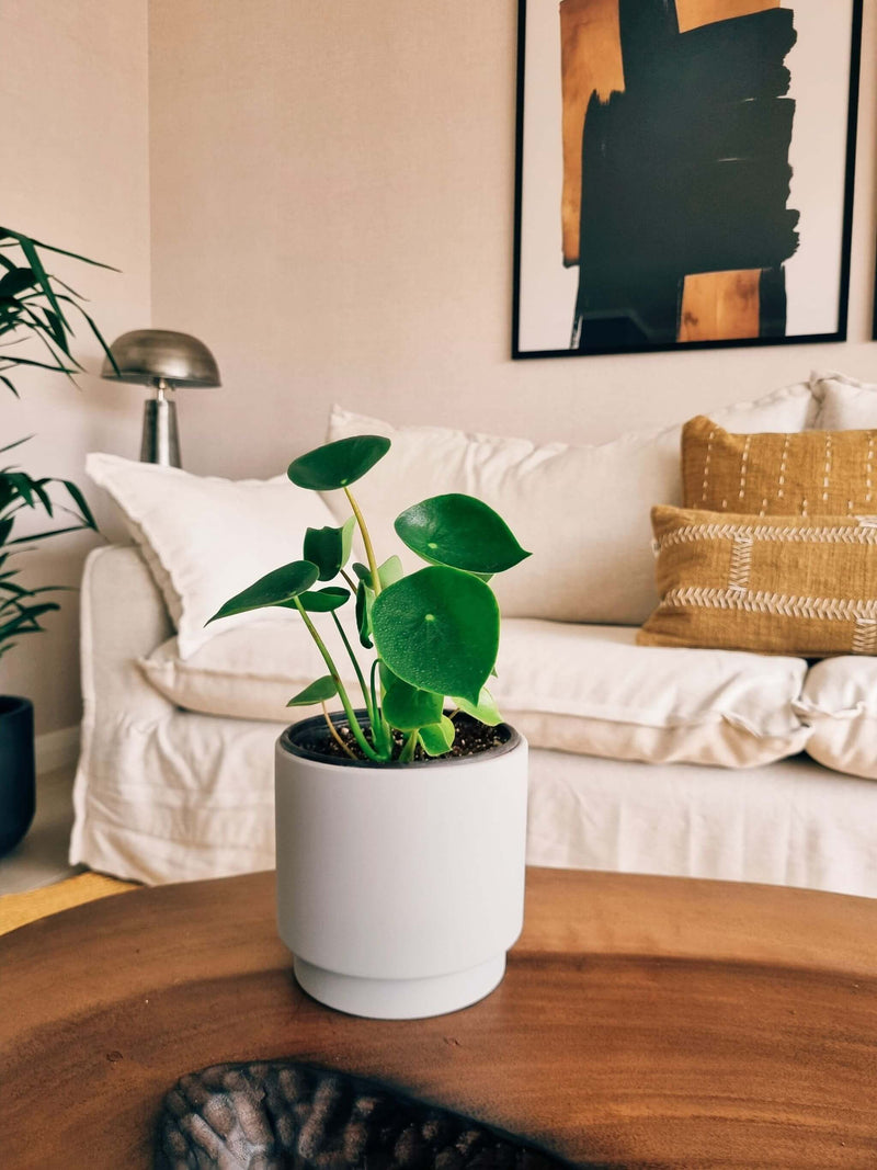 Peperomia Cucharita + Macetero Pipa - Elige tu color