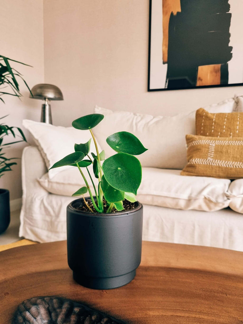 Peperomia Cucharita + Macetero Pipa - Elige tu color