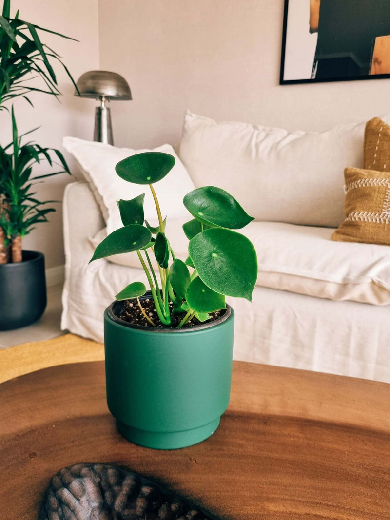 Peperomia Cucharita + Macetero Pipa - Elige tu color