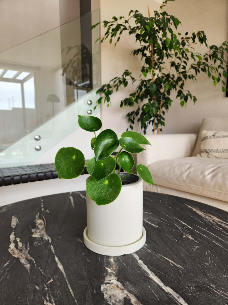 🐾 Pack Amigable con todos - Peperomia Cucharita + Peperomia Obtusifolia