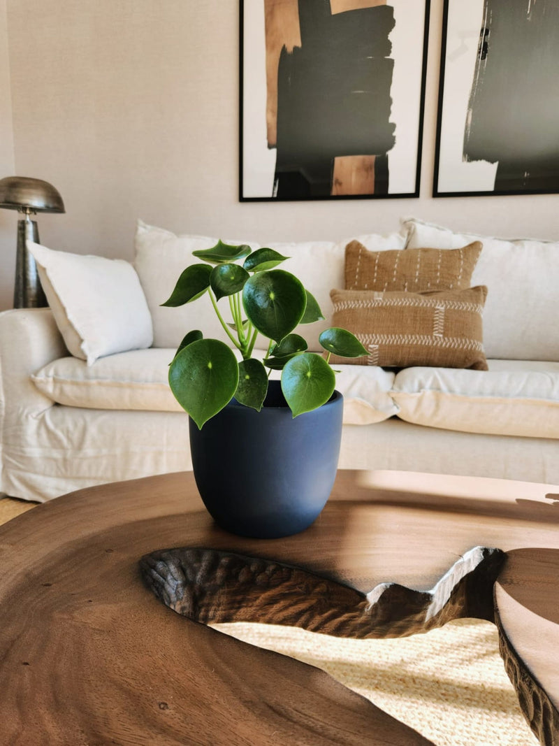 🎄🎅 Peperomia Cucharita + Macetero Bowl - Elige tu color