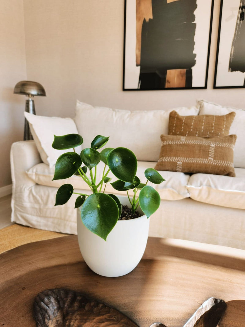 🎄🎅 Peperomia Cucharita + Macetero Bowl - Elige tu color