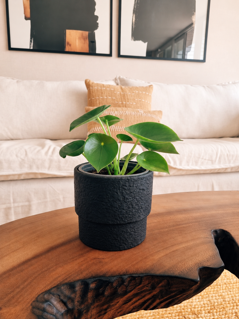 Peperomia Cucharita + Macetero Terra- Elige tu color