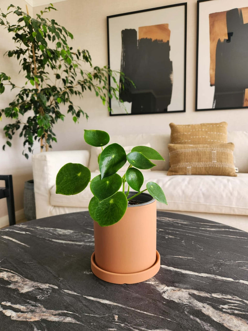 Peperomia Cucharita + Macetero Nordico - Elige tu color