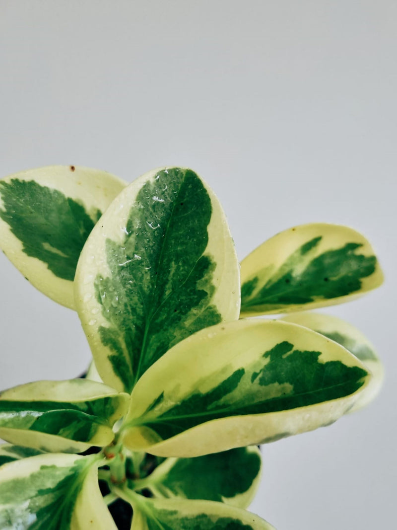 Peperomia Obtusifolia Variegada - Garden Room
