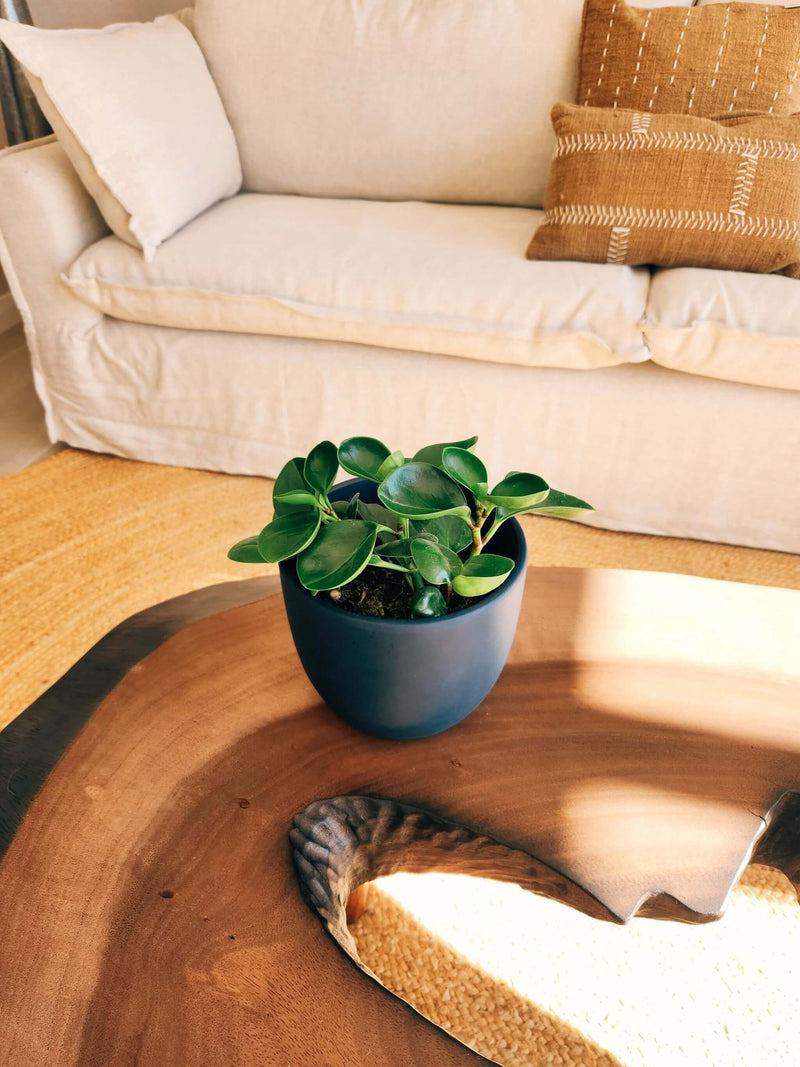 Peperomia Obtusifolia + Macetero Bowl - Elige tu color