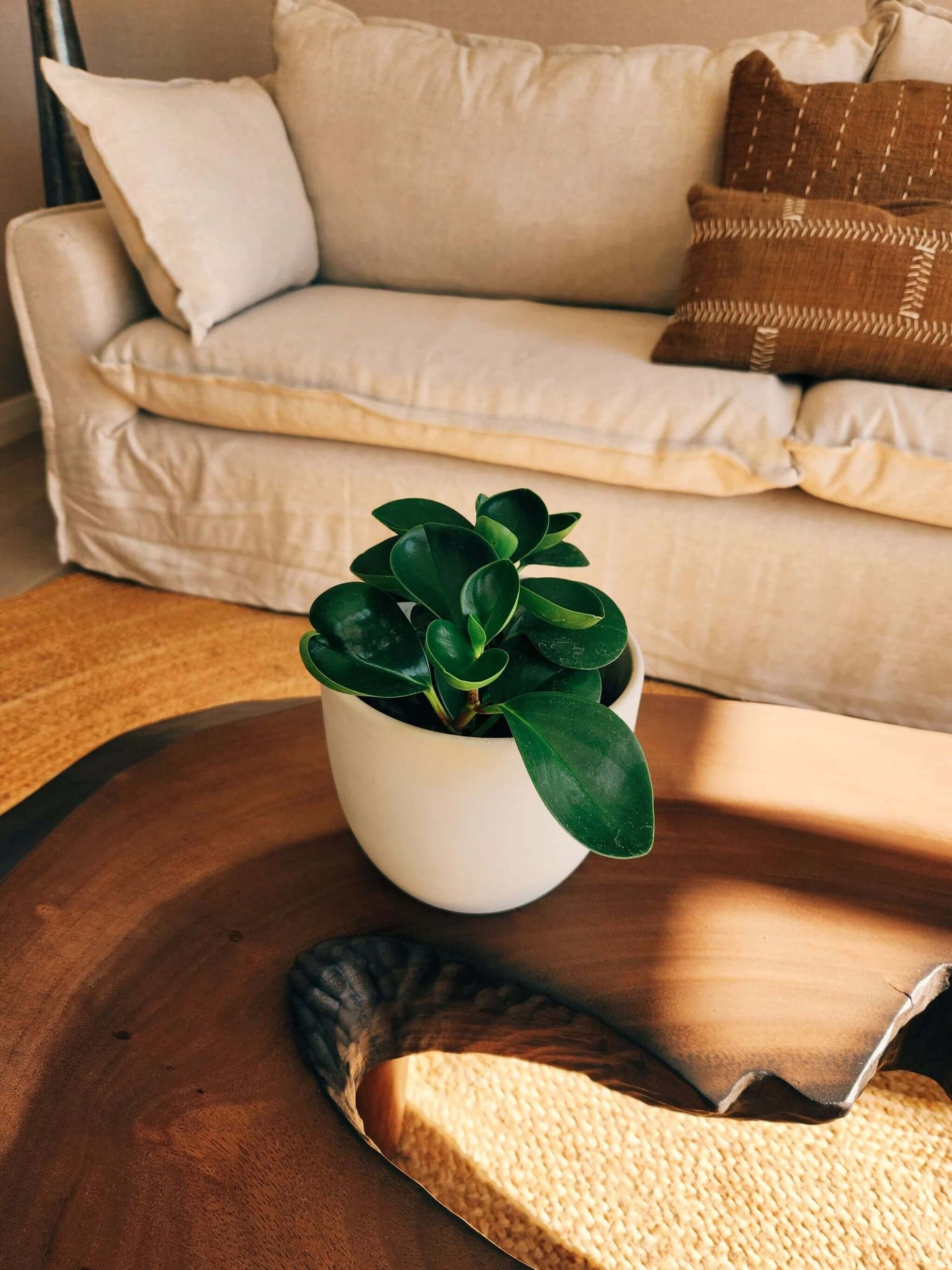 Peperomia Obtusifolia + Macetero Bowl - Elige tu color