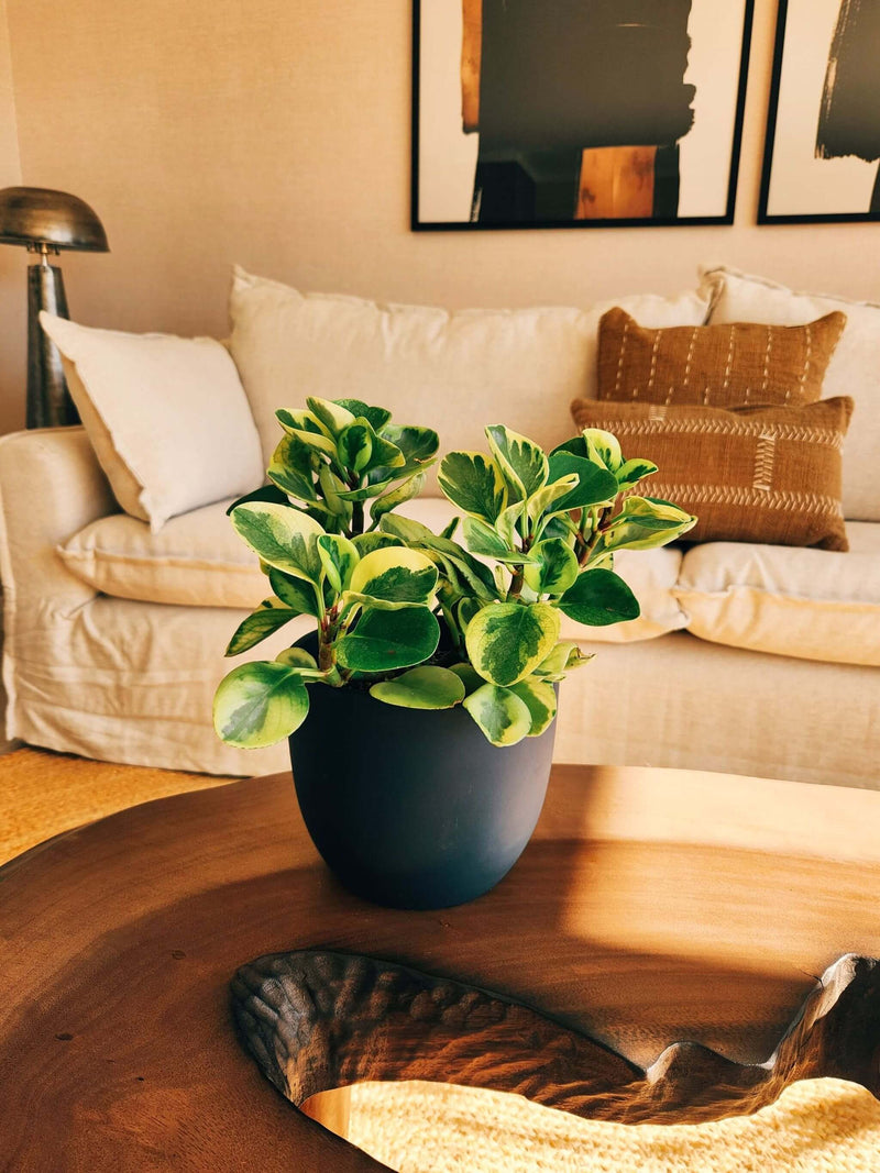 Peperomia Obtusifolia Variegada + Macetero Bowl - Elige tu color