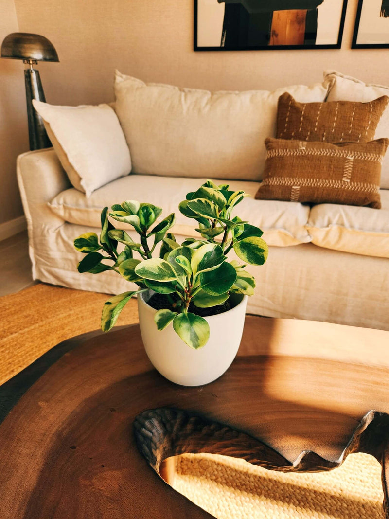 Peperomia Obtusifolia Variegada + Macetero Bowl - Elige tu color