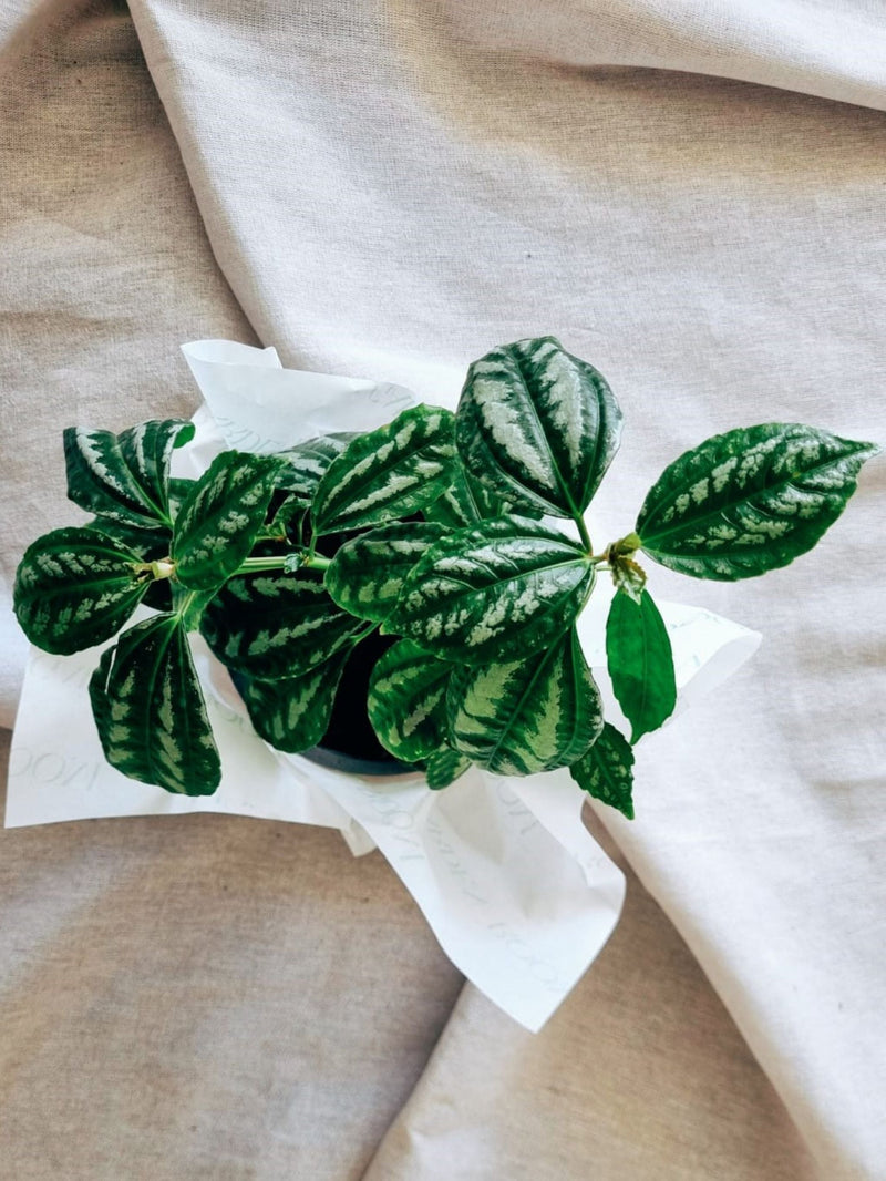 Pilea Cadierei - Garden Room