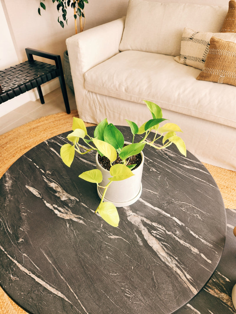 Pothus Lemon (Scindapsus) - Garden Room