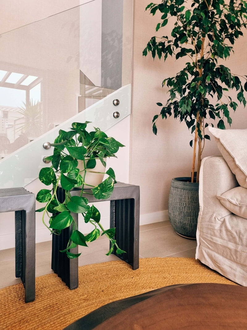 Pothus (Scindapsus) + Macetero Cuenco - Elige tu color