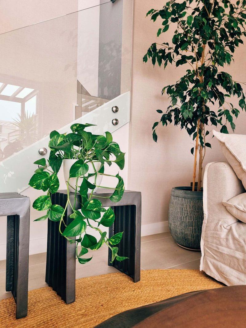 Pothus (Scindapsus) + Macetero Cuenco - Elige tu color