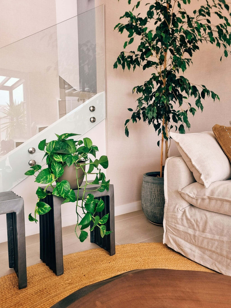 Pothus (Scindapsus) + Macetero Cuenco - Elige tu color