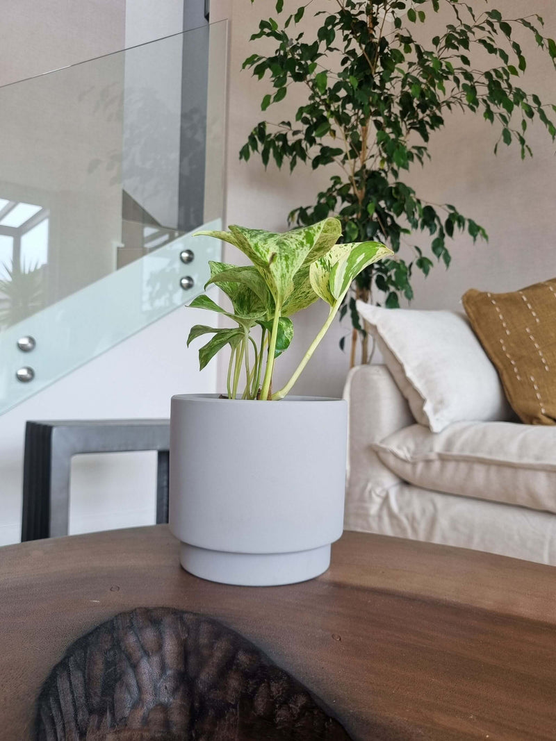 Pothus Marble Queen (Scindapsus)