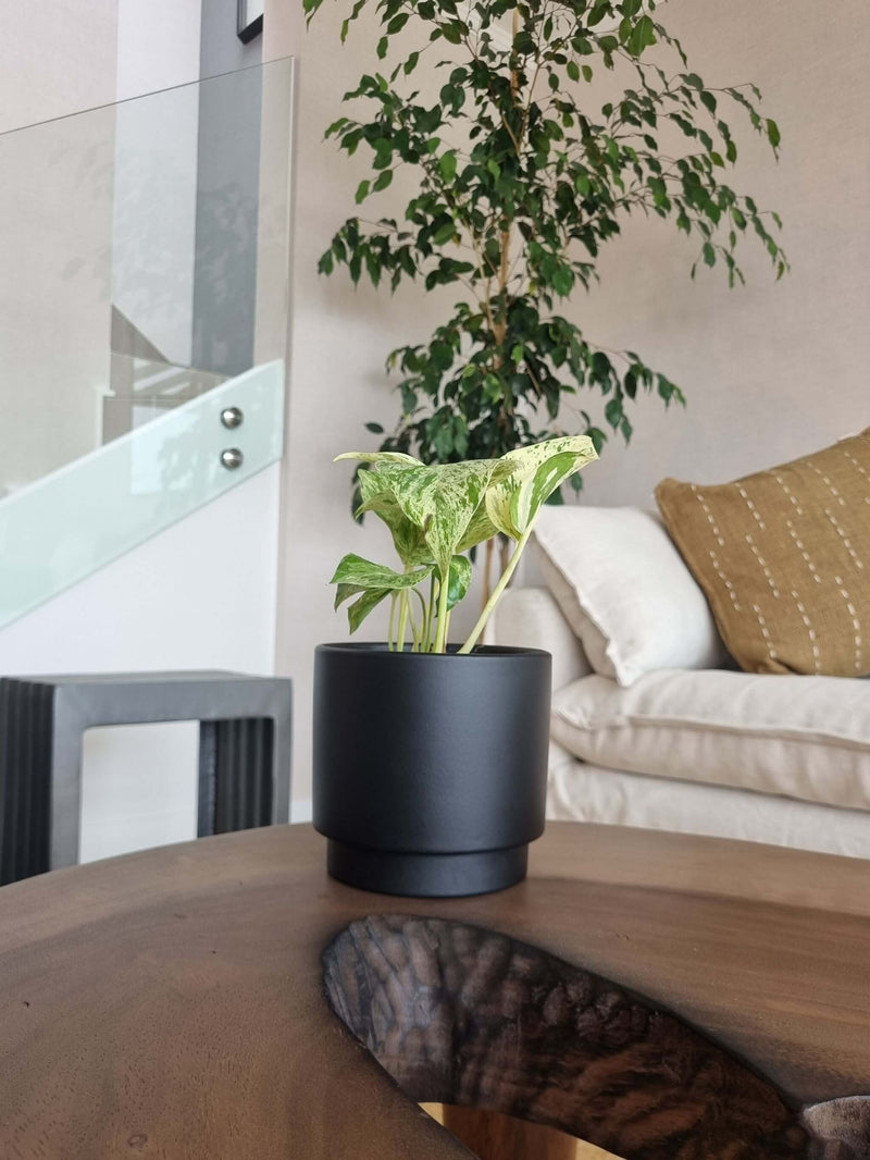 Pothus Marble Queen (Scindapsus)