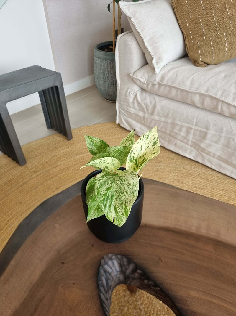 Pothus Marble Queen (Scindapsus)