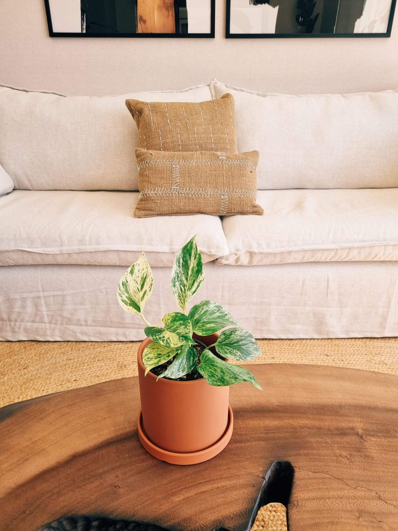 Pothus Marble Queen (Scindapsus)