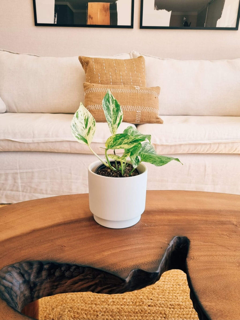 Pothus Marble Queen (Scindapsus)