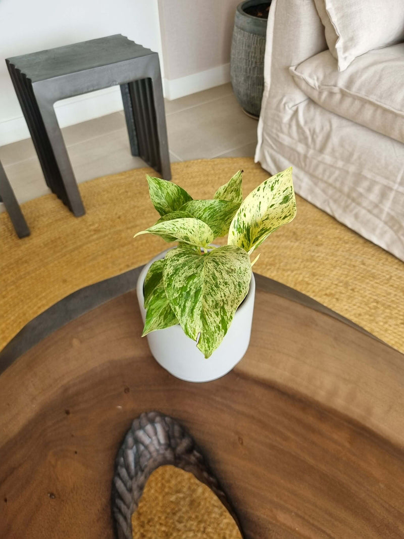 Pothus Marble Queen (Scindapsus)