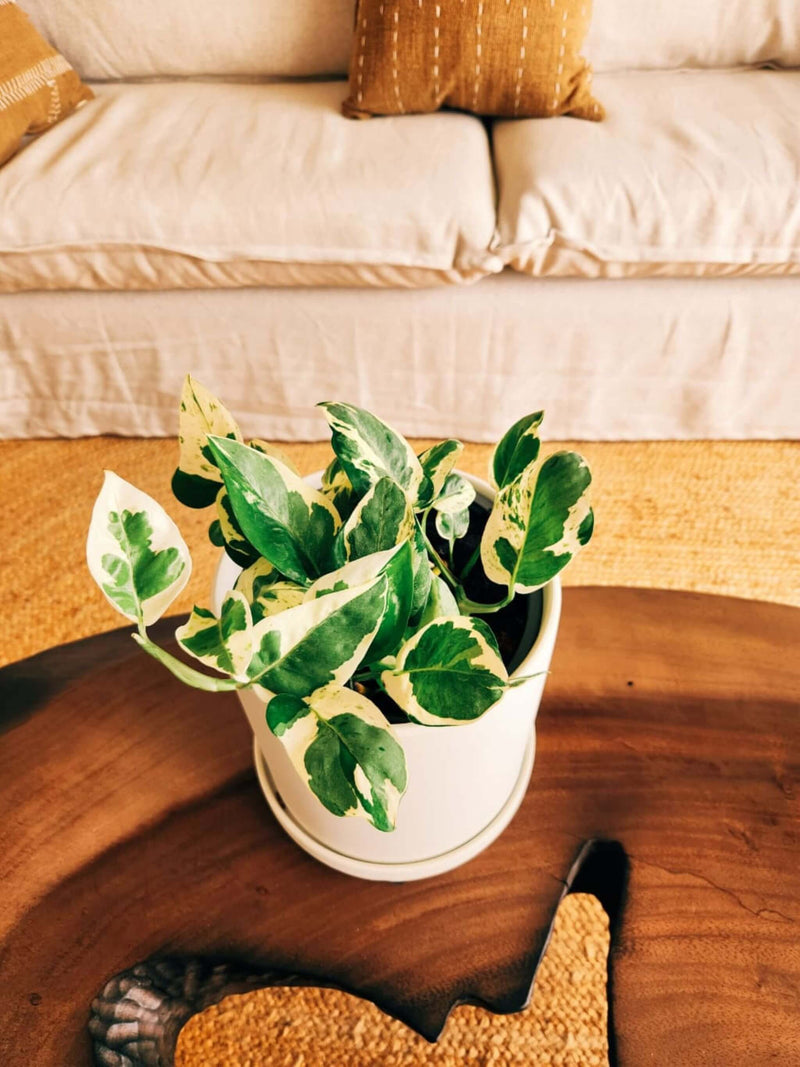 Pothus Pearls & Jade (Scindapsus)