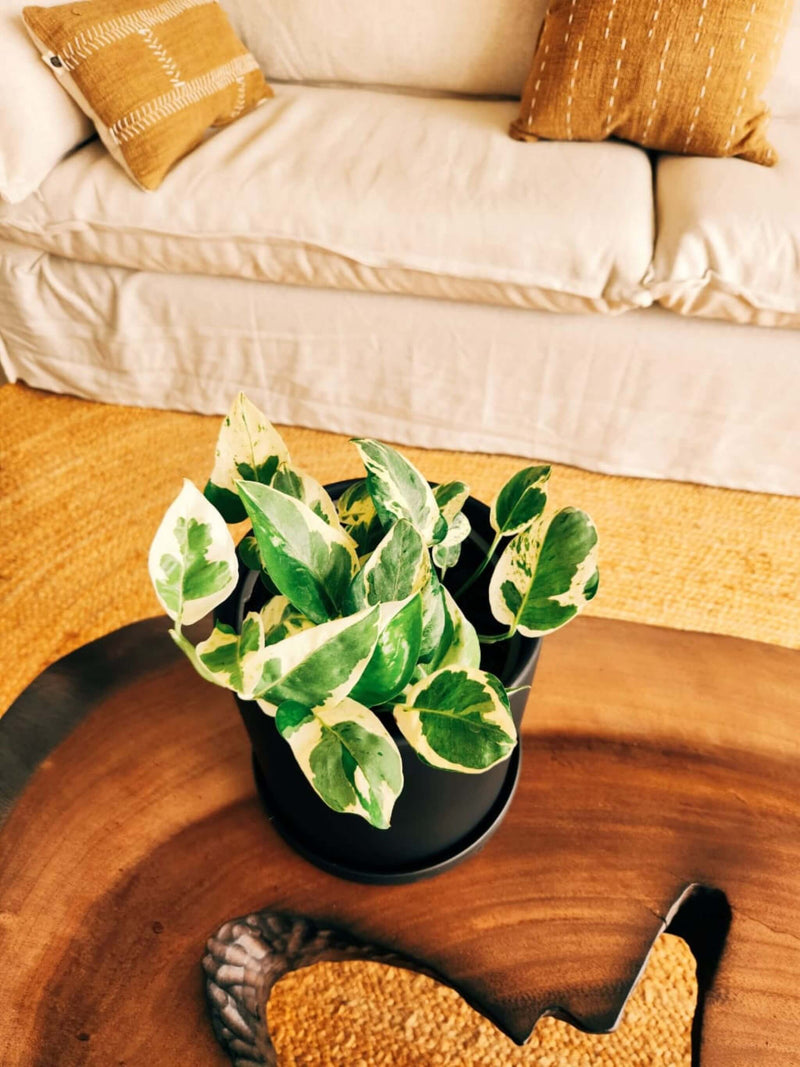 Pothus Pearls & Jade (Scindapsus)