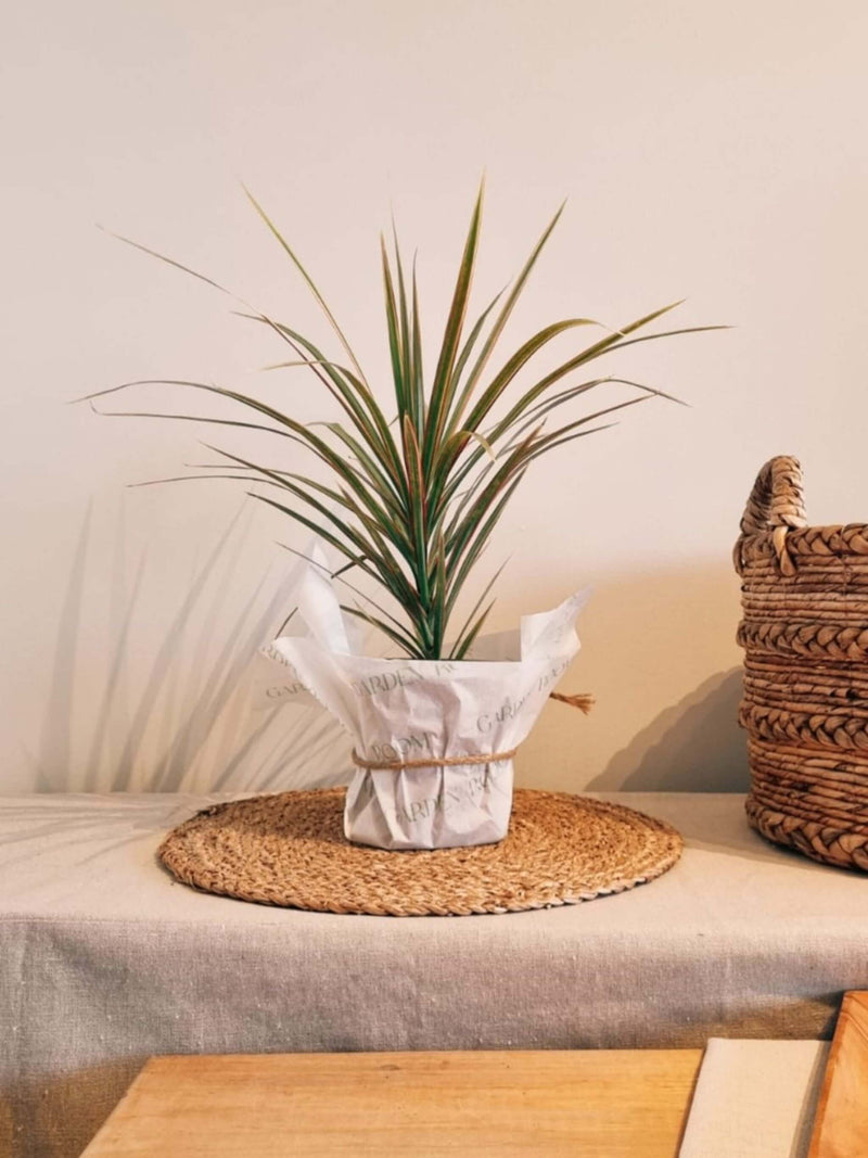 Dracena colorama para regalo