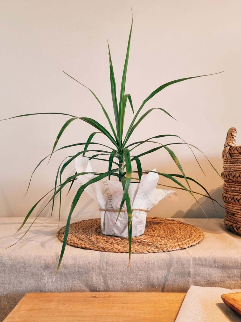 Dracena Marginata para regalo