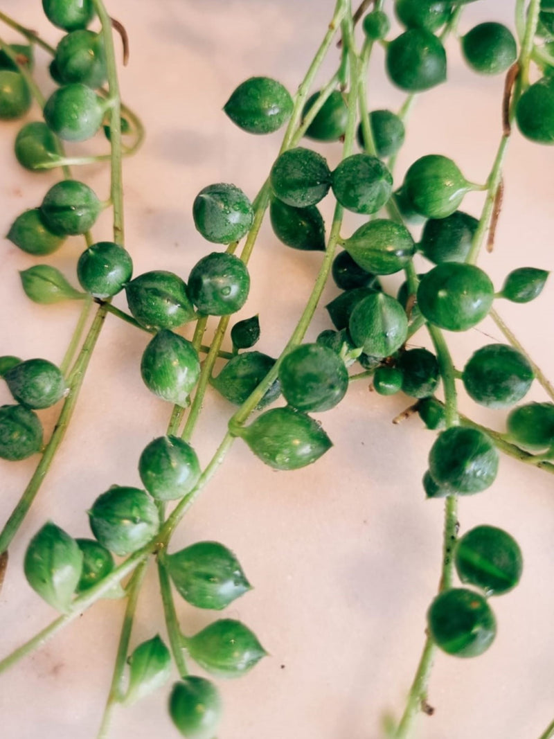 Rosario Verde - Garden Room